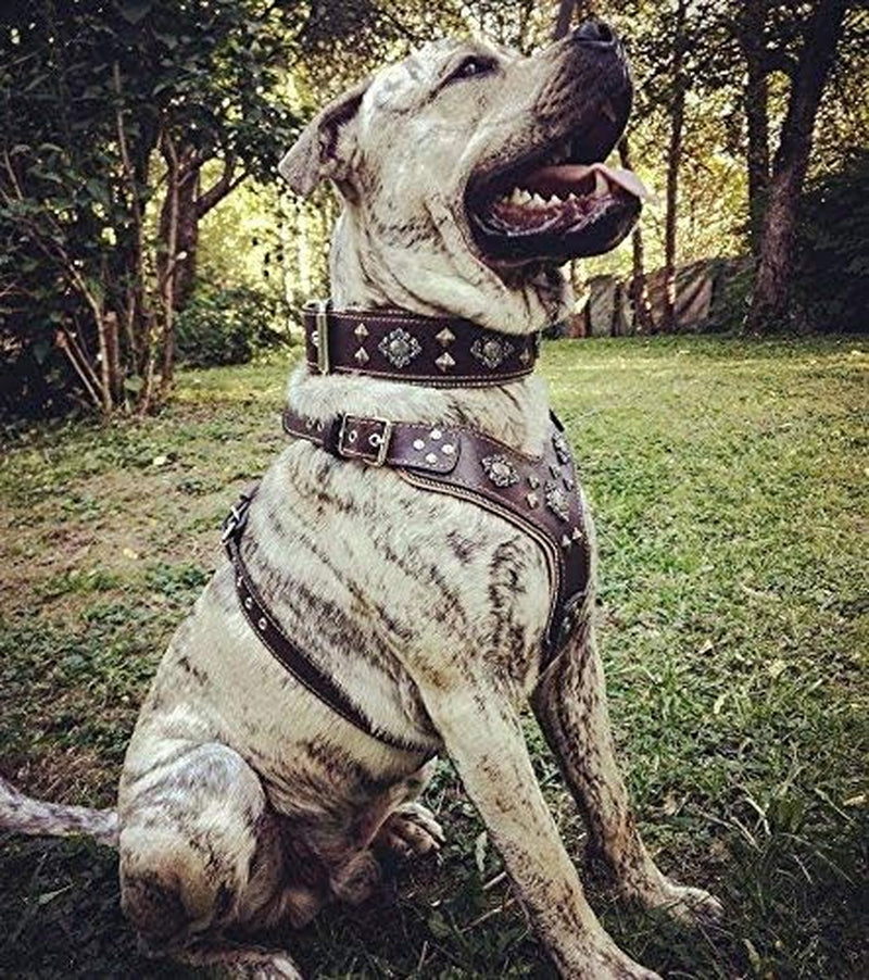 "Aztec Big Dog Leather Harness. 2 Tone Rivet Decorations. Zipper Decoration. Foam and Leather Padding Handmade in Europe.